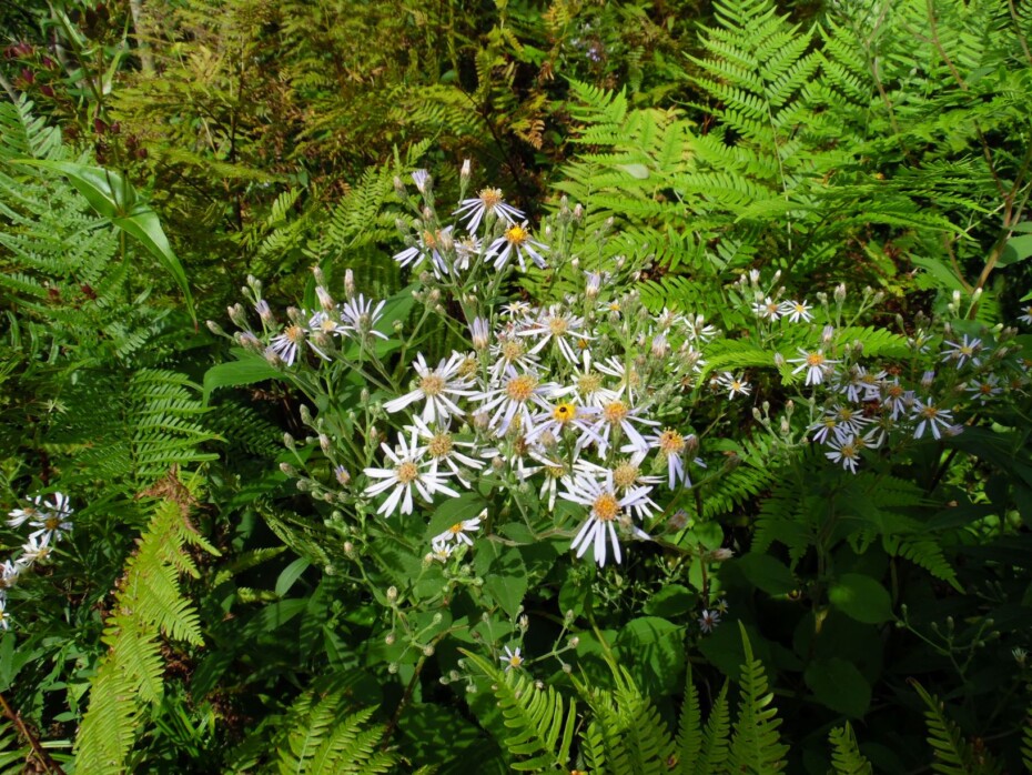 Nature Journaling 2